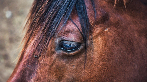 pexels-vladislav-kosoborod-713696303-37021281