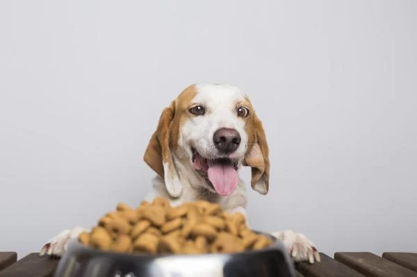 BOUHIER ALIMENTATION ANIMALE
