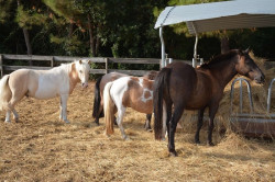 Aliment Chevaux Saint-Jean-d'Angély