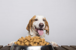 Aliment Chien La Rochelle