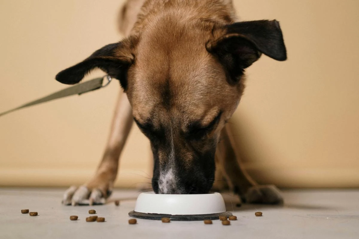 BOUHIER ALIMENTATION ANIMALE - pexels-cottonbro-6568950