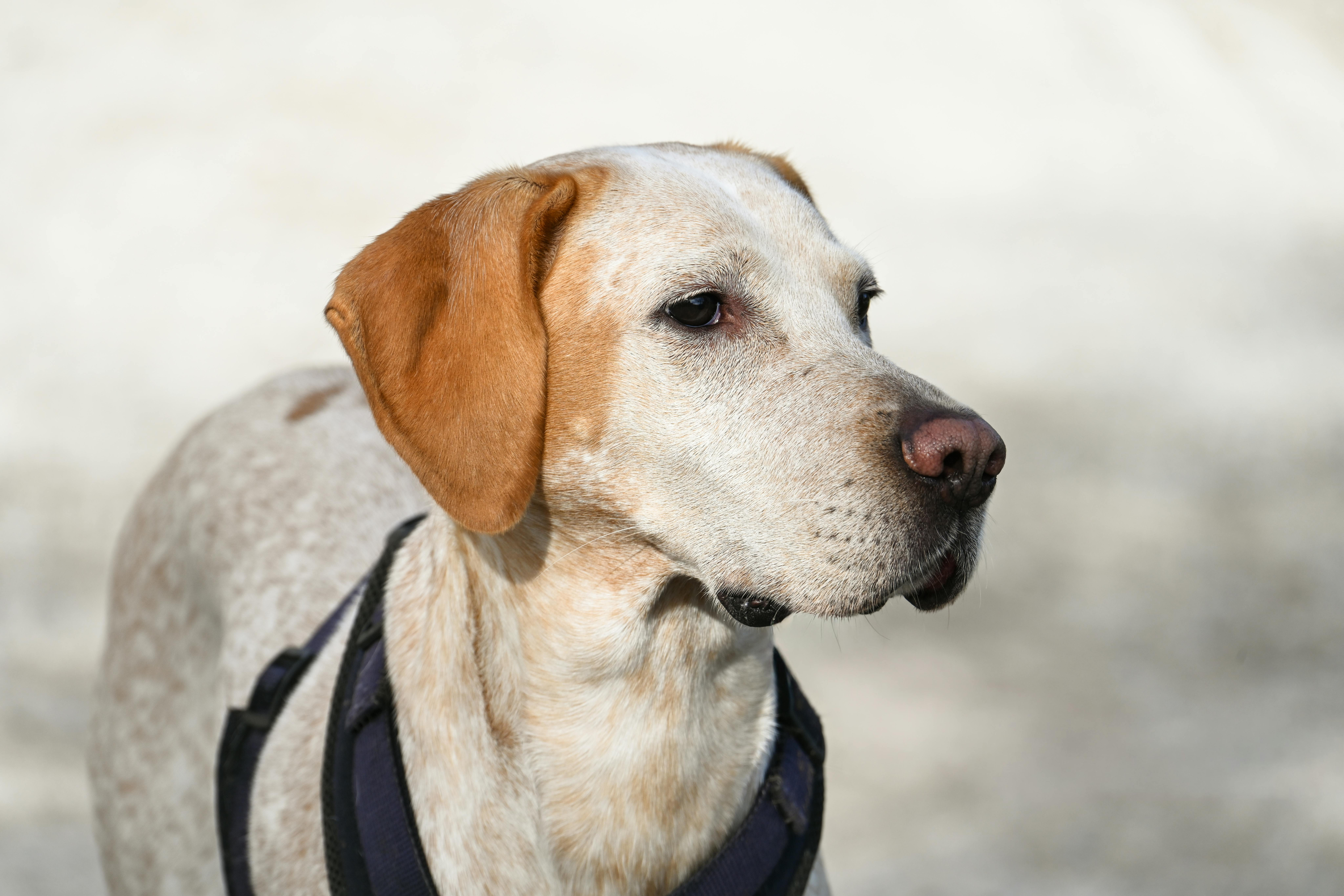 BOUHIER ALIMENTATION ANIMALE - pexels-alexasfodos-343979155