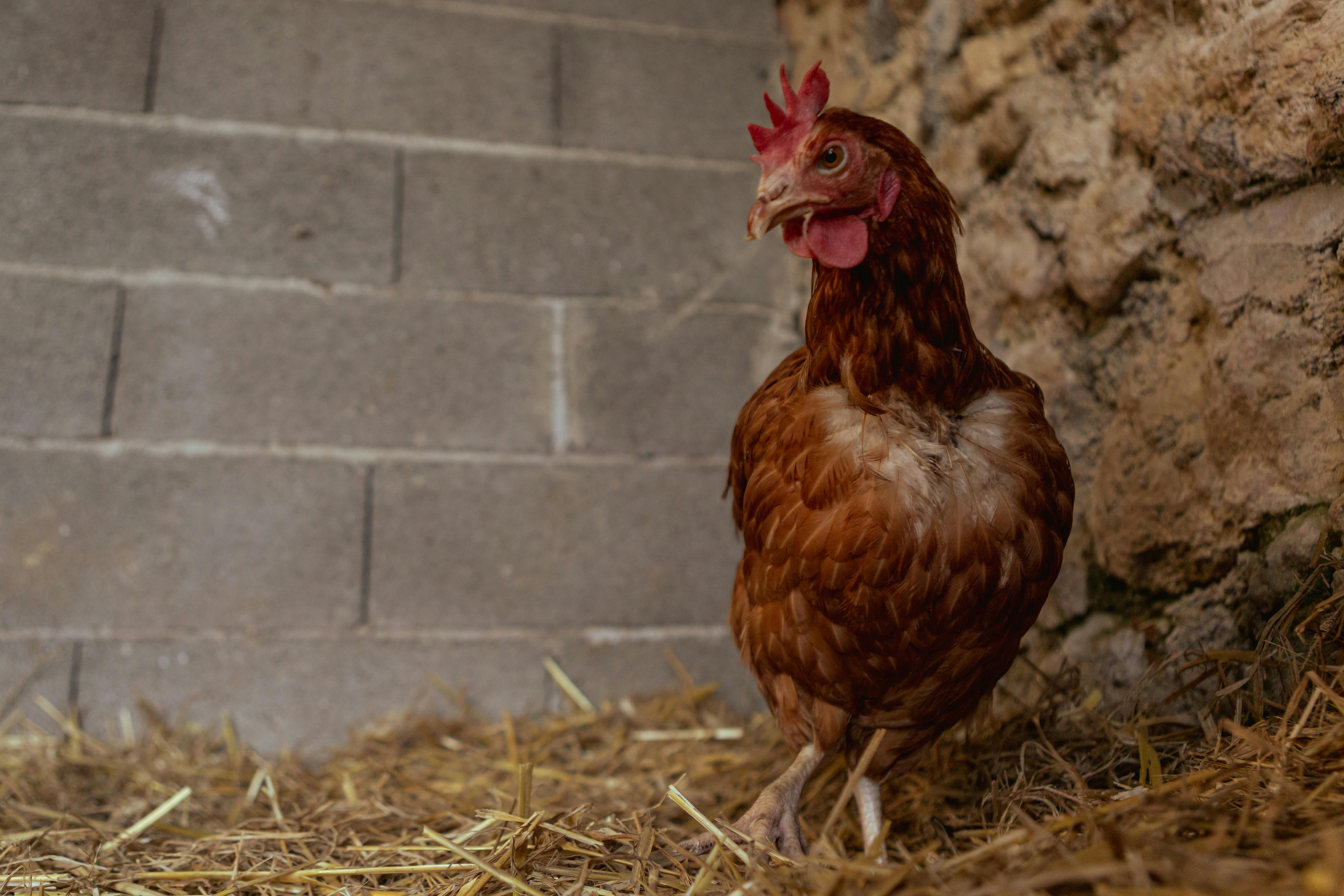 BOUHIER ALIMENTATION ANIMALE - pexels-andreas-ebner-246992646-15645696