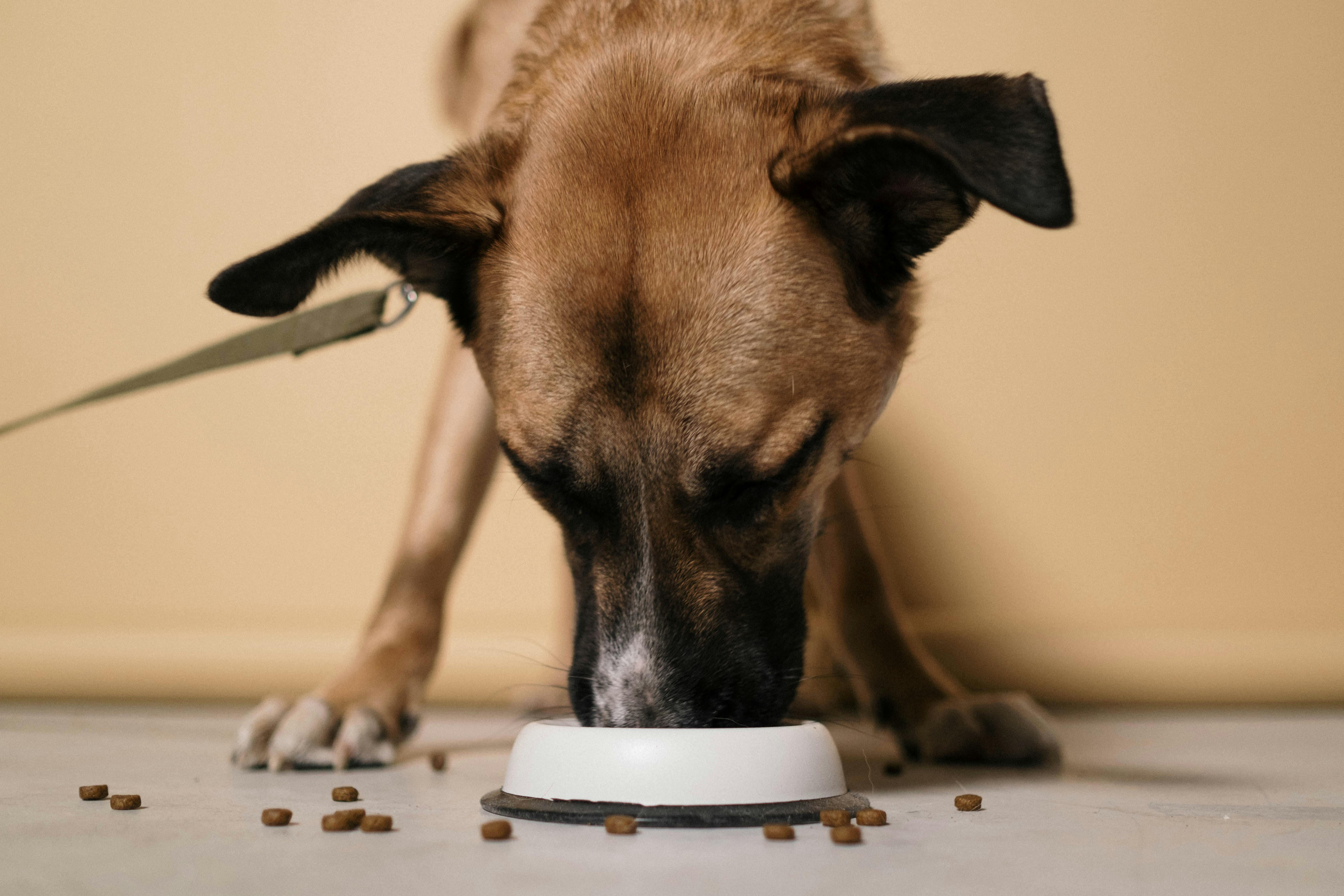 BOUHIER ALIMENTATION ANIMALE - pexels-cottonbro-6568950