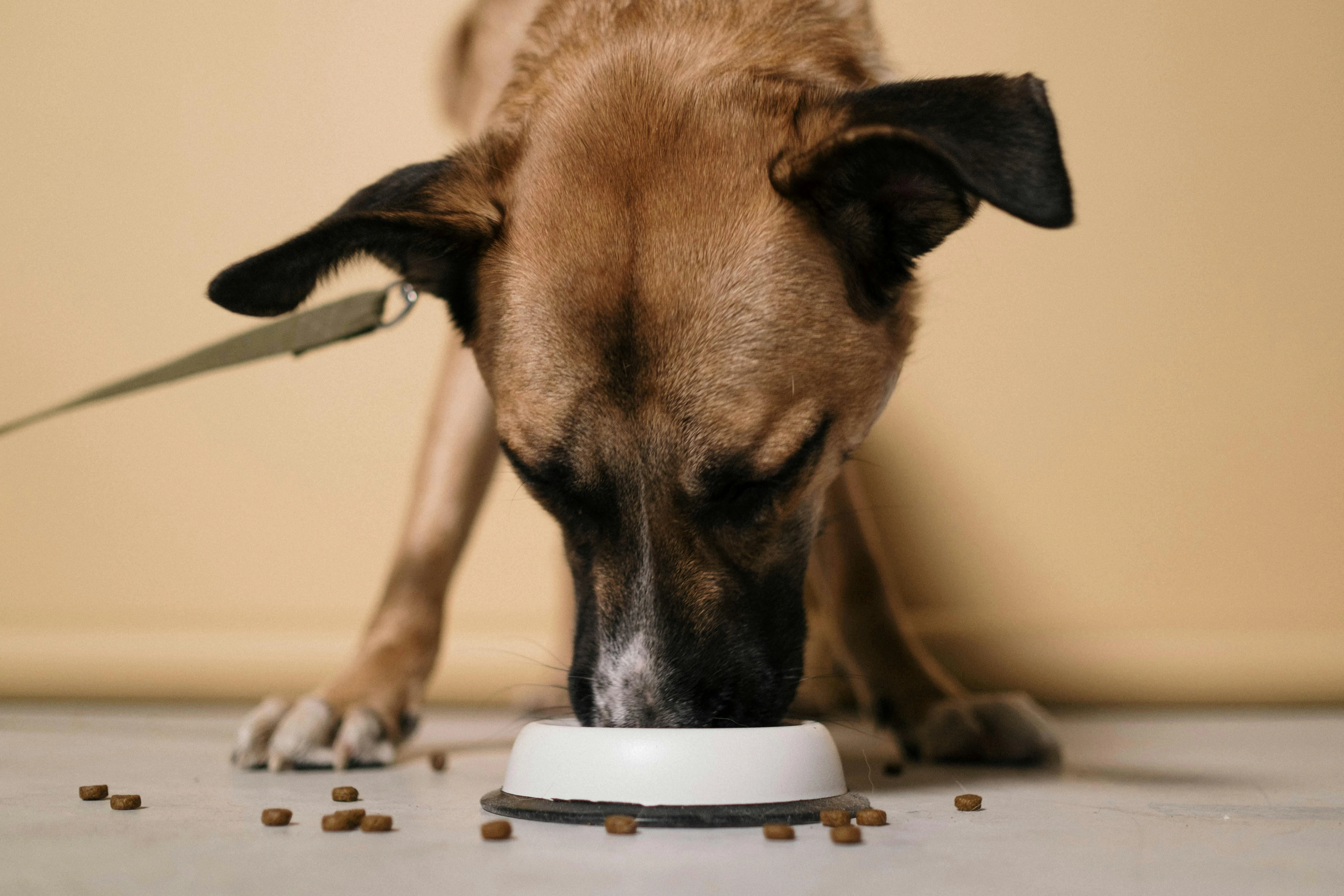 BOUHIER ALIMENTATION ANIMALE - pexels-cottonbro-6568950