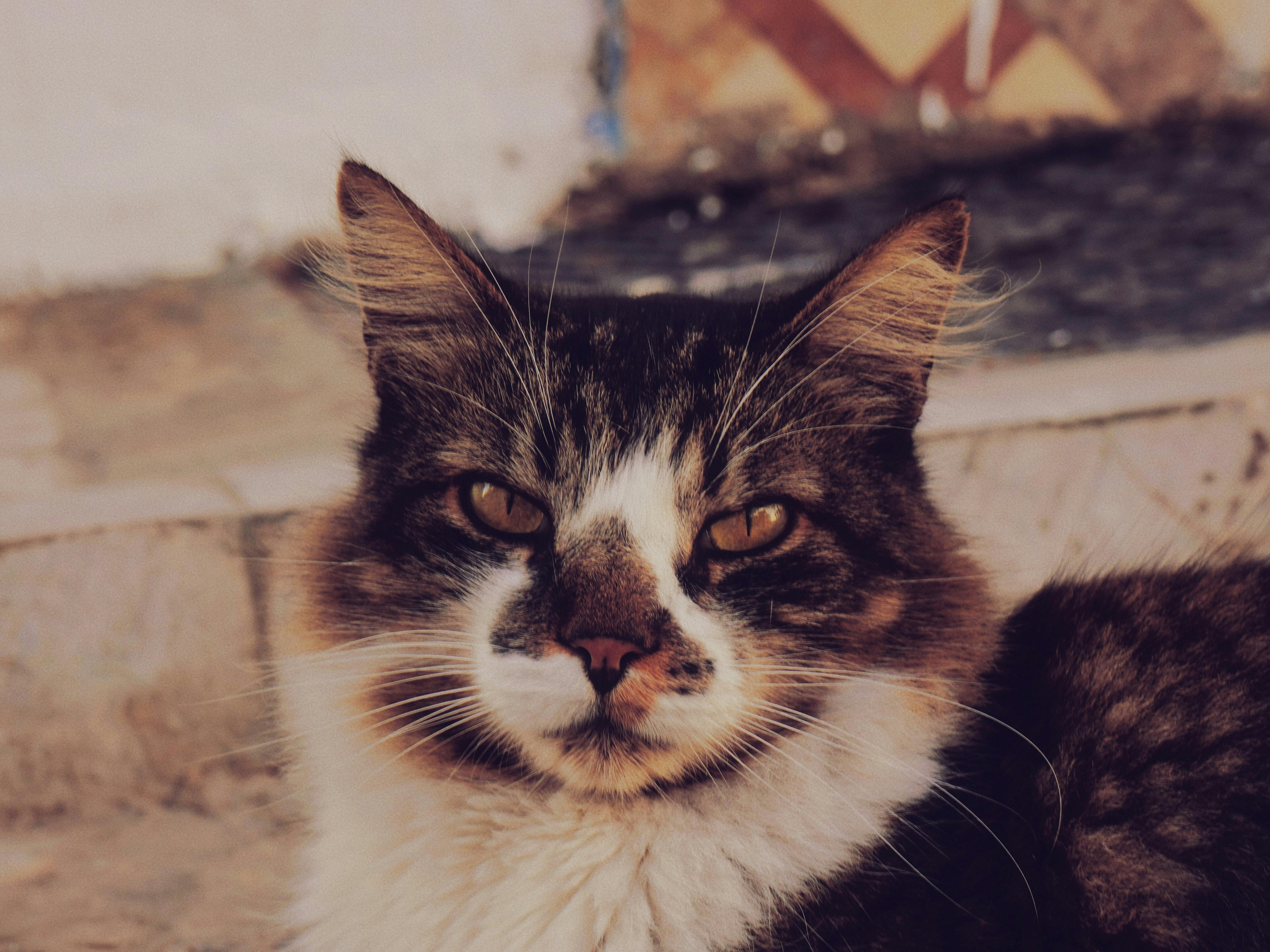 BOUHIER ALIMENTATION ANIMALE - pexels-kaeciine-31083435