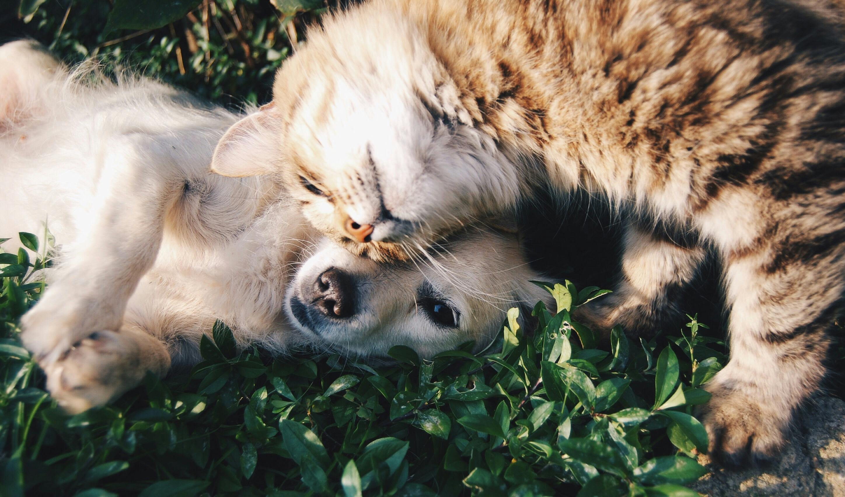 BOUHIER ALIMENTATION ANIMALE - pexels-snapwire-46024