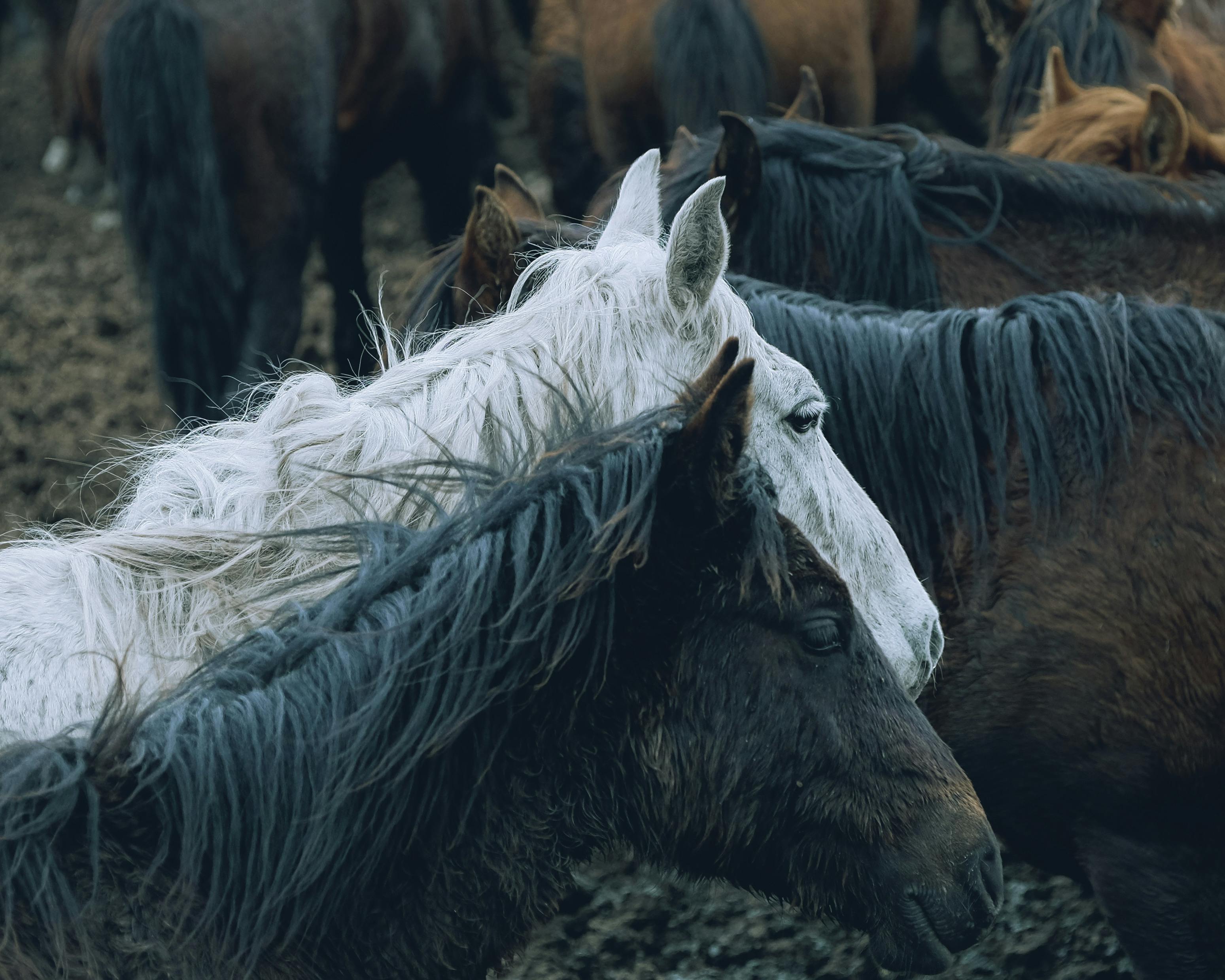 BOUHIER ALIMENTATION ANIMALE - pexels-tkirkgoz-14707437